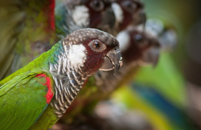 Parque das Aves Ticket - Photo 6